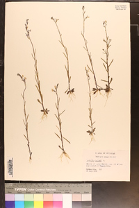 Lobelia kalmii image