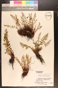 Woodsia scopulina image