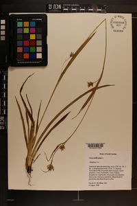 Carex folliculata image