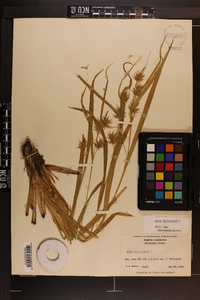 Carex folliculata image