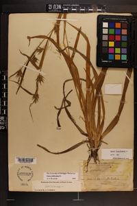 Carex folliculata image