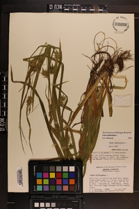 Carex folliculata image