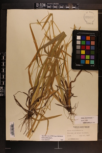 Carex folliculata image