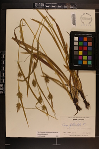 Carex folliculata image