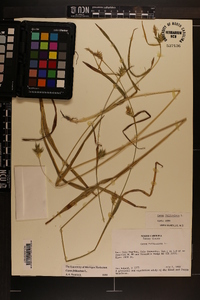 Carex folliculata image