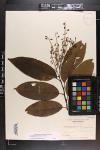 Oxydendrum arboreum image