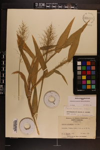 Dichanthelium polyanthes image