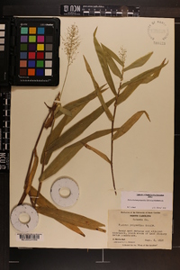 Dichanthelium polyanthes image