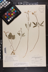 Cardamine angustata image