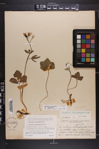 Cardamine angustata image