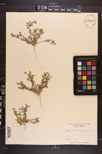 Lepidium didymum image