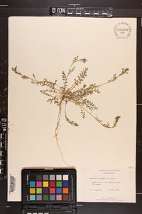 Lepidium didymum image