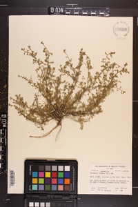 Lepidium didymum image