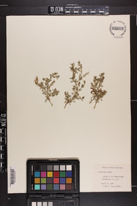 Lepidium didymum image