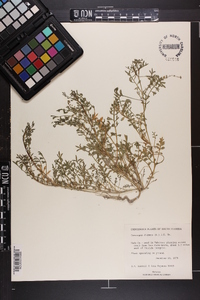 Lepidium didymum image