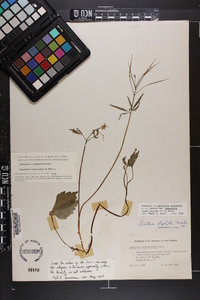 Cardamine angustata image