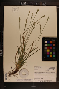 Carex communis var. communis image