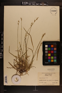 Carex communis var. communis image