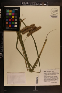 Carex comosa image