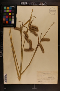 Carex comosa image