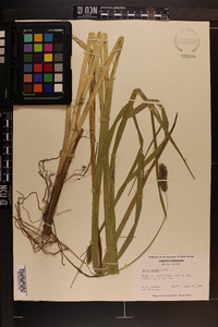 Carex comosa image