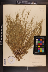 Carex complanata image