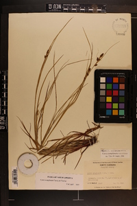 Carex complanata image