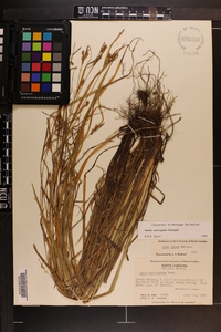 Carex corrugata image