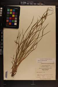 Carex corrugata image