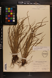 Carex corrugata image