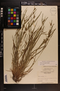 Carex corrugata image