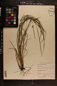 Carex corrugata image