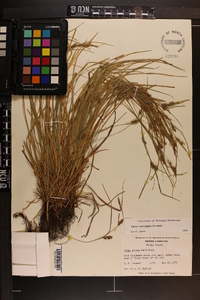 Carex corrugata image