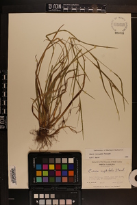 Carex corrugata image