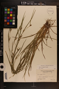 Carex corrugata image