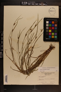 Carex corrugata image