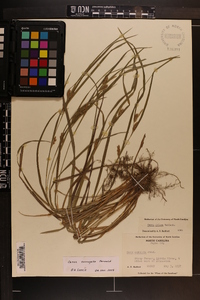 Carex corrugata image