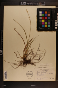 Carex crebriflora image