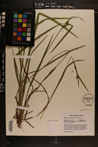 Carex crebriflora image