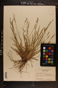 Carex crebriflora image