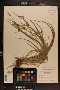 Carex crebriflora image