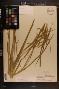 Carex crinita var. brevicrinis image