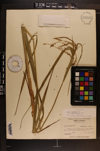 Carex crinita var. brevicrinis image