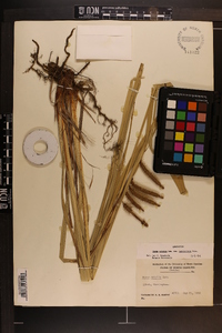 Carex crinita var. brevicrinis image