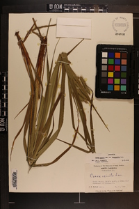 Carex crinita var. brevicrinis image