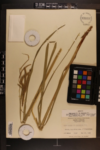 Carex crinita var. brevicrinis image