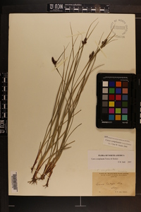 Carex complanata image