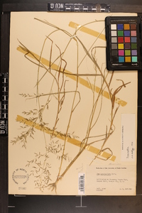 Poa arachnifera image