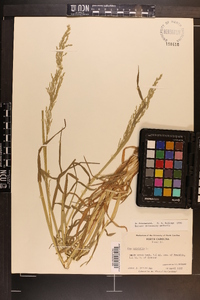 Poa trivialis image