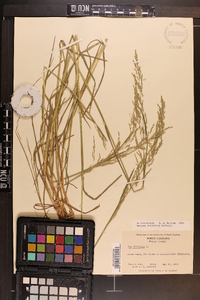 Poa trivialis image